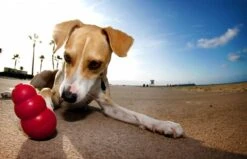 Kong Kauwbot - Hondenspeelgoed - Rood - L 37 Kong Kauwbot - Hondenspeelgoed - Rood - L -Merkloos Winkel 1200x771 1