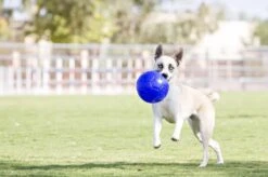 Jolly Pets Jolly Soccer Ball – Hondenspeelgoed – Apporteerspeelgoed– Jollyflex Stevig Kunststof – Drijvend Hondenspeeltje – Ø15cm – Licht Blauw -Merkloos Winkel 1200x796 2