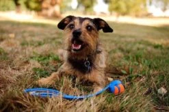 Chuckit! Chuckit Ultra Ball Hondenspeelgoed - Oranje - M - 2 Ballen - Ø 6cm -Merkloos Winkel 1200x797 1