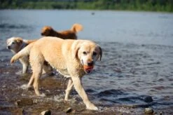 Chuckit! Ultra Ball M – Honden Speelgoed – Hondenbal– Drijft Op Water – Stuitert – Veilig Voor Gebit – Honden Bal – Ideaal Met De Ballenwerper – Ø 6cm – Oranje/Blauw – Hondenspeeltjes– 4-Pack -Merkloos Winkel 1200x797 10