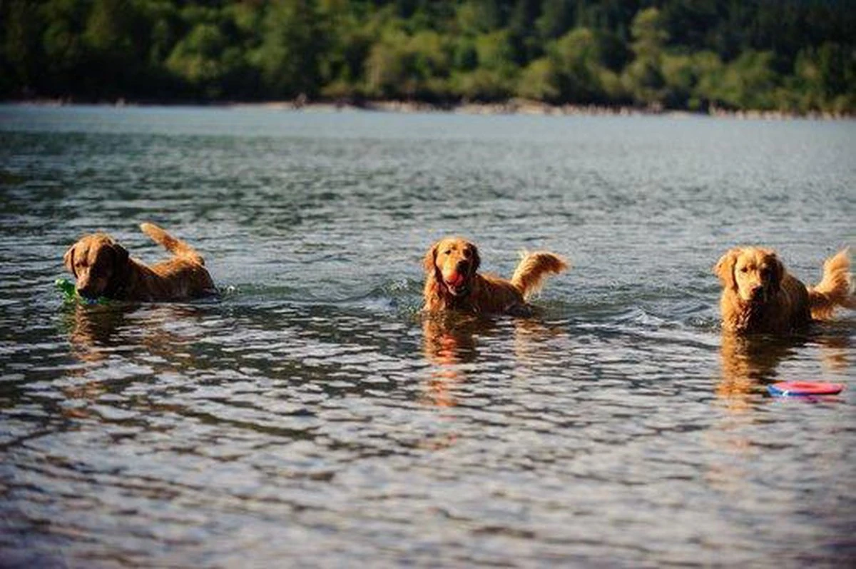 Chuckit! Chuckit Ultra Ball - XXL - 11 Cm 5 Chuckit! Chuckit Ultra Ball - XXL - 11 Cm - Afbeelding 3