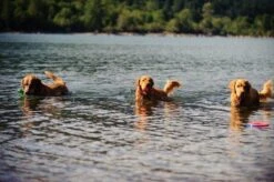 Chuckit! Ultra Ball XL – Honden Speelgoed – Ø 9 Cm – Oranje/Blauw – Apporteerspeelgoed – 1-Pack -Merkloos Winkel 1200x797 5