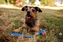 Chuckit! Ultra Ball XL – Honden Speelgoed – Ø 9 Cm – Oranje/Blauw – Apporteerspeelgoed – 1-Pack -Merkloos Winkel 1200x797 6