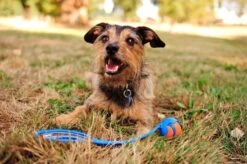 Chuckit! Ultra Ball M – Honden Speelgoed – Hondenbal– Drijft Op Water – Stuitert – Veilig Voor Gebit – Honden Bal – Ideaal Met De Ballenwerper – Ø 6cm – Oranje/Blauw – Hondenspeeltjes– 4-Pack -Merkloos Winkel 1200x797 9