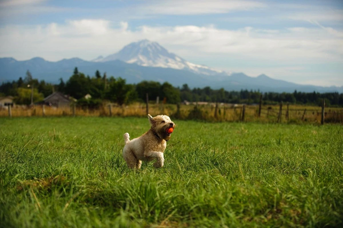 Chuckit! Chuckit Ultra Ball - XXL - 11 Cm 4 Chuckit! Chuckit Ultra Ball - XXL - 11 Cm - Afbeelding 2