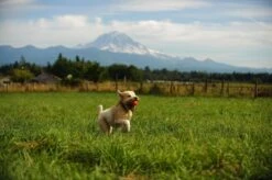 Chuckit! Ultra Ball XL – Honden Speelgoed – Ø 9 Cm – Oranje/Blauw – Apporteerspeelgoed – 1-Pack -Merkloos Winkel 1200x798 11