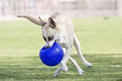 Jolly Pets Jolly Soccer Ball – Hondenspeelgoed – Apporteerspeelgoed– Jollyflex Stevig Kunststof – Drijvend Hondenspeeltje – Ø15cm – Licht Blauw -Merkloos Winkel 1200x798 12