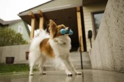 West Paw Zogoflex Hurley - Super Sterk Kauwbot Voor Honden - Kleur: Blauw, Maat: Large -Merkloos Winkel 1200x798 14