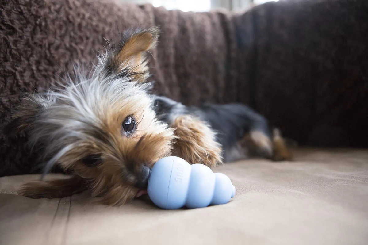 Kong Puppy - Hondenspeelgoed - Assorti - M 7 Kong Puppy - Hondenspeelgoed - Assorti - M - Afbeelding 5