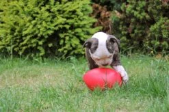 Jolly Pets Jolly Egg Hondenspeelgoed – Stevige Hondenbal - Gemaakt Van Extreem Duurzaam Kunststof - Geschikt Voor De Kleinere Hond – Weerbestendig - 20cm – Rood -Merkloos Winkel 1200x799 24