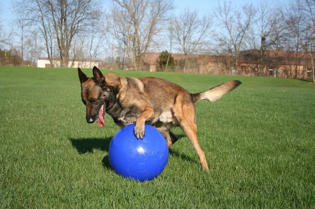 Jolly Ball Push-n Play – Mega Sterke En Duurzame Honden Speelbal – Uitermate Geschikt Voor Wilde Honden - Bijtbestendig - Polyethyleen - Blauw - Ø 15 Cm 4 Jolly Ball Push-n Play – Mega Sterke En Duurzame Honden Speelbal – Uitermate Geschikt Voor Wilde Honden - Bijtbestendig - Polyethyleen - Blauw - Ø 15 Cm - Afbeelding 2