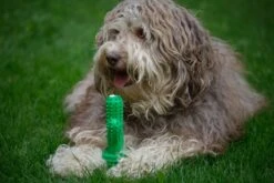 Tandenborstel + TANDPASTA Hond Melk Geur Smaak En Piep Honden Speelgoed - Cactus Dog Toy Tandverzorging Kauwbotten Hondenspeelgoed Hondenbot Kauwstaaf Tanden Puppy Hondenspeeltje Sterk Kauwspeelgoed - Dutchwide -Merkloos Winkel 1200x800 100