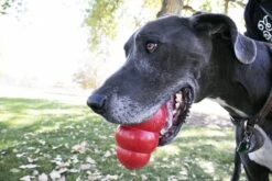 Kong Kauwbot - Hondenspeelgoed - Rood - L 31 Kong Kauwbot - Hondenspeelgoed - Rood - L -Merkloos Winkel 1200x800 101