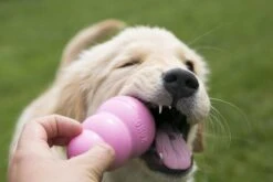 Kong Puppy - Kauwbot Hondenspeelgoed Small - Kauwbot - 85mm X 42mm - Groen/Wit 34 Kong Puppy - Kauwbot Hondenspeelgoed Small - Kauwbot - 85mm X 42mm - Groen/Wit -Merkloos Winkel 1200x800 123