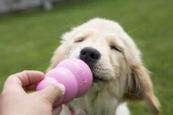 Kong Puppy - Kauwbot Hondenspeelgoed Small - Kauwbot - 85mm X 42mm - Groen/Wit 36 Kong Puppy - Kauwbot Hondenspeelgoed Small - Kauwbot - 85mm X 42mm - Groen/Wit -Merkloos Winkel 1200x800 125