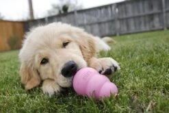 Kong Puppy - Kauwbot Hondenspeelgoed Small - Kauwbot - 85mm X 42mm - Groen/Wit 37 Kong Puppy - Kauwbot Hondenspeelgoed Small - Kauwbot - 85mm X 42mm - Groen/Wit -Merkloos Winkel 1200x800 126