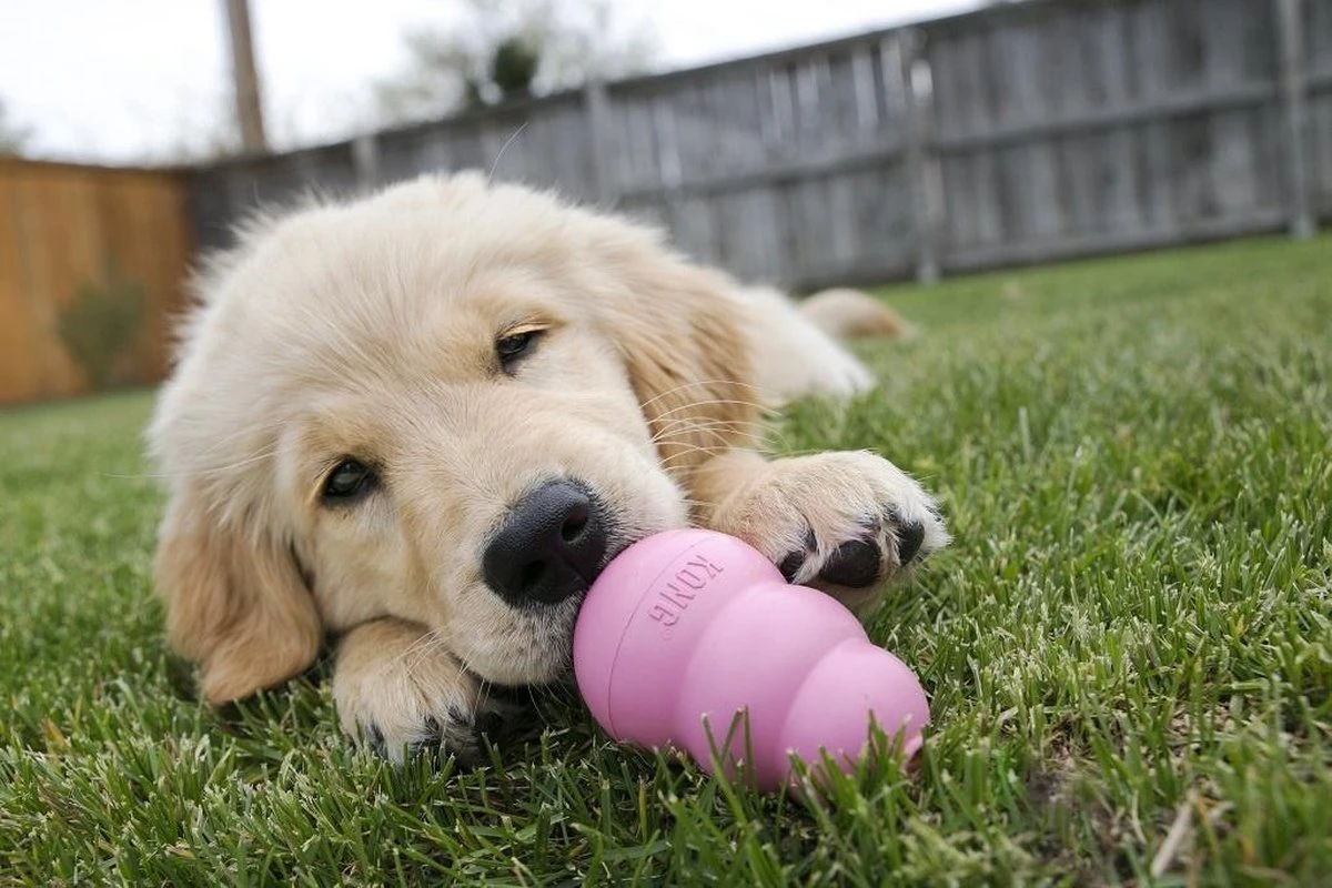 Kong Puppy - Kauwbot Hondenspeelgoed Small - Kauwbot - 85mm X 42mm - Groen/Wit 18 Kong Puppy - Kauwbot Hondenspeelgoed Small - Kauwbot - 85mm X 42mm - Groen/Wit - Afbeelding 16