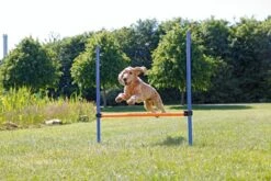 Trixie Dog Activity Agility Horde - Blauw/Oranje - 123 X 115 X 3 Cm 15 Trixie Dog Activity Agility Horde - Blauw/Oranje - 123 X 115 X 3 Cm -Merkloos Winkel 1200x800 130