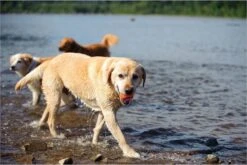 Chuckit! Ultra Ball L – Honden Speelgoed – Apporteren – Drijft Op Water – Stuitert – Veilig Voor Gebit – Honden Bal – Ideaal Met De Ballenwerper – Ø 7cm – Oranje/Blauw – Apporteerspeelgoed – 2-Pack -Merkloos Winkel 1200x800 133