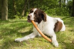 Beeztees Sumo Fit Stick - Hondenspeelgoed - Rubber - Oranje - 50 Cm 14 Beeztees Sumo Fit Stick - Hondenspeelgoed - Rubber - Oranje - 50 Cm -Merkloos Winkel 1200x800 136