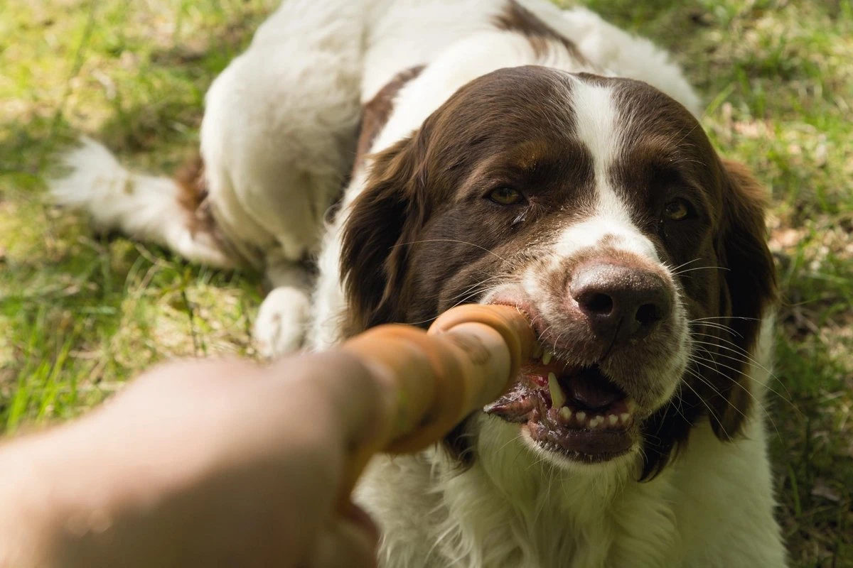 Beeztees Sumo Fit Stick - Hondenspeelgoed - Rubber - Oranje - 50 Cm 8 Beeztees Sumo Fit Stick - Hondenspeelgoed - Rubber - Oranje - 50 Cm - Afbeelding 6