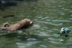 Honden Speelgoed Bal Voetbal Extra Sterk Met Handvaten Ball Hondenbal - 15 Cm - Dutchwide -Merkloos Winkel 1200x800 140