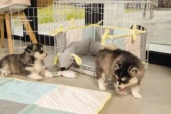 Beeztees Puppy Cosy Doggy - Hondenspeelgoed - Grijs - 120x12x9,5 Cm -Merkloos Winkel 1200x800 174