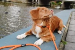 Rebel Petz - Honden Trainingslijn Met Halsband - Taupe, Zwart, Groen & Oranje - Maat Small Of Large - Kleur: Taupe, Maat: Large -Merkloos Winkel 1200x800 184