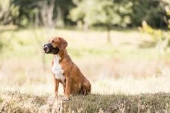 Trixie Muilkorf Polyester Met Gaas Inzet Zwart (M 19-26 CM) -Merkloos Winkel 1200x800 26