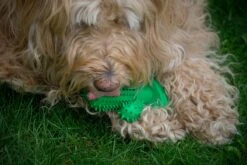 Tandenborstel + TANDPASTA Hond Melk Geur Smaak En Piep Honden Speelgoed - Cactus Dog Toy Tandverzorging Kauwbotten Hondenspeelgoed Hondenbot Kauwstaaf Tanden Puppy Hondenspeeltje Sterk Kauwspeelgoed - Dutchwide -Merkloos Winkel 1200x800 98