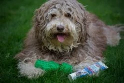 Tandenborstel + TANDPASTA Hond Melk Geur Smaak En Piep Honden Speelgoed - Cactus Dog Toy Tandverzorging Kauwbotten Hondenspeelgoed Hondenbot Kauwstaaf Tanden Puppy Hondenspeeltje Sterk Kauwspeelgoed - Dutchwide -Merkloos Winkel 1200x800 99