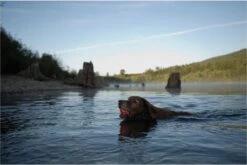 Chuckit! Ultra Ball L – Honden Speelgoed – Apporteren – Drijft Op Water – Stuitert – Veilig Voor Gebit – Honden Bal – Ideaal Met De Ballenwerper – Ø 7cm – Oranje/Blauw – Apporteerspeelgoed – 2-Pack -Merkloos Winkel 1200x802 7