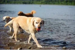 Chuckit! Chuckit Ultra Ball Hondenspeelgoed - Oranje - M - 2 Ballen - Ø 6cm -Merkloos Winkel 1200x804 2