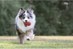 Kong Kauwbot - Hondenspeelgoed - Rood - S 23 Kong Kauwbot - Hondenspeelgoed - Rood - S -Merkloos Winkel 1200x806 6