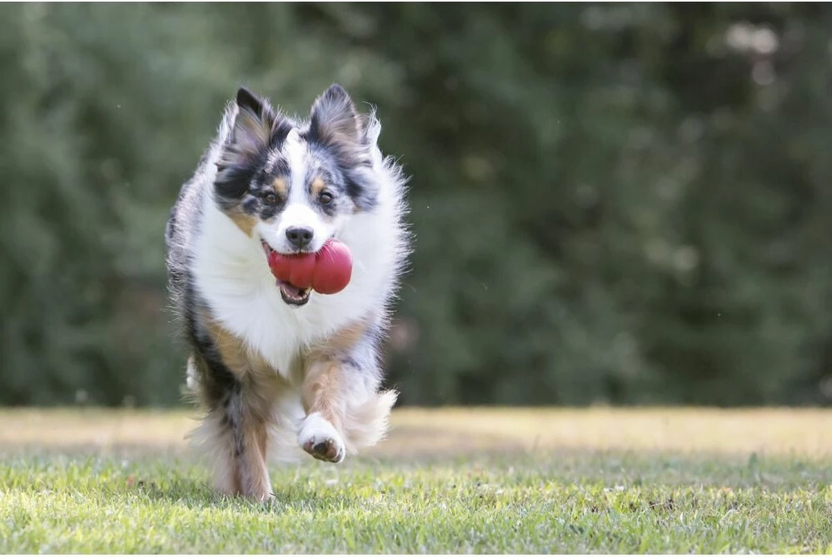 Kong Kauwbot - Hondenspeelgoed - Rood - S 10 Kong Kauwbot - Hondenspeelgoed - Rood - S - Afbeelding 8