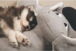 Beeztees Puppy Boomba XL - Hondenspeelgoed - Grijs - 70x40x21 Cm -Merkloos Winkel 1200x806 9