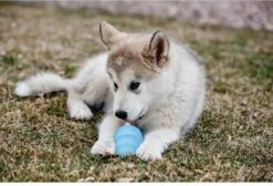 Kong Puppy - Kauwbot Hondenspeelgoed Small - Kauwbot - 85mm X 42mm - Groen/Wit 28 Kong Puppy - Kauwbot Hondenspeelgoed Small - Kauwbot - 85mm X 42mm - Groen/Wit -Merkloos Winkel 1200x818 5