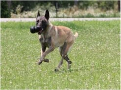 Kong Extreme -Merkloos Winkel 1200x887 2