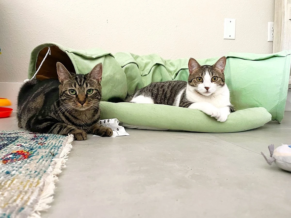 Pishoo® Kattentunnel - Speeltunnel Kat - Kattenspeeltjes - Kattenmand - Kattenhuis - Lichtgroen 4 Pishoo® Kattentunnel - Speeltunnel Kat - Kattenspeeltjes - Kattenmand - Kattenhuis - Lichtgroen - Afbeelding 2