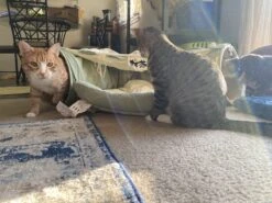 Pishoo® Kattentunnel - Speeltunnel Kat - Kattenspeeltjes - Kattenmand - Kattenhuis - Lichtgroen 21 Pishoo® Kattentunnel - Speeltunnel Kat - Kattenspeeltjes - Kattenmand - Kattenhuis - Lichtgroen -Merkloos Winkel 1200x900 22