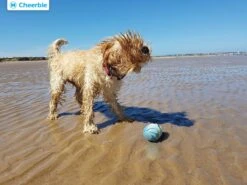 Cheerble Wicked Ball W1| Geel| Zelf Rollende Bal Voor Honden | 3 Automatische Speelmodi | Interactief En Intelligentie Hondenspeelgoed | Hondenspeeltje| USB Oplaadbaar 17 Cheerble Wicked Ball W1| Geel| Zelf Rollende Bal Voor Honden | 3 Automatische Speelmodi | Interactief En Intelligentie Hondenspeelgoed | Hondenspeeltje| USB Oplaadbaar -Merkloos Winkel 1200x900 27