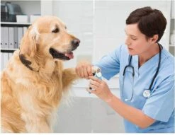 Woodoro Nagelknipper Nagelvijl Nagelschaar Voor Hond En Kat - Incl. Veiligheidsstop 13 Woodoro Nagelknipper Nagelvijl Nagelschaar Voor Hond En Kat - Incl. Veiligheidsstop -Merkloos Winkel 1200x928 1