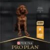 Pro Plan Healthy Start Puppy Large Athletic - Honden Droogvoer - Kip - 12 Kg 1 Pro Plan Healthy Start Puppy Large Athletic - Honden Droogvoer - Kip - 12 Kg -Merkloos Winkel 573x1200