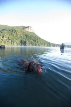 Chuckit! Chuckit Ultra Ball Hondenspeelgoed - Oranje - M - 2 Ballen - Ø 6cm -Merkloos Winkel 800x1200 24