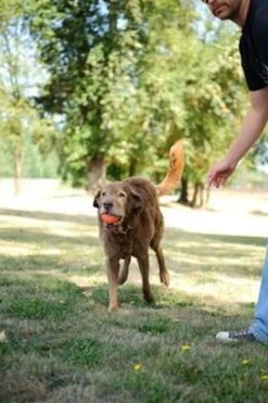 Chuckit! Chuckit Ultra Ball Hondenspeelgoed - Oranje - M - 2 Ballen - Ø 6cm -Merkloos Winkel 800x1200 25