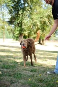 Chuckit! Chuckit Ultra Ball - XXL - 11 Cm 31 Chuckit! Chuckit Ultra Ball - XXL - 11 Cm -Merkloos Winkel 800x1200 29