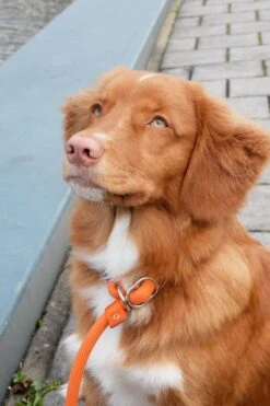 Rebel Petz - Honden Trainingslijn Met Halsband - Taupe, Zwart, Groen & Oranje - Maat Small Of Large - Kleur: Taupe, Maat: Large -Merkloos Winkel 800x1200 40