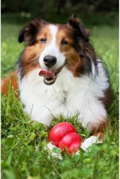 Kong Kauwbot - Hondenspeelgoed - Rood - L 25 Kong Kauwbot - Hondenspeelgoed - Rood - L -Merkloos Winkel 810x1200 6