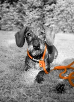 Rebel Petz - Honden Trainingslijn Met Halsband - Taupe, Zwart, Groen & Oranje - Maat Small Of Large - Kleur: Taupe, Maat: Large -Merkloos Winkel 870x1200 3