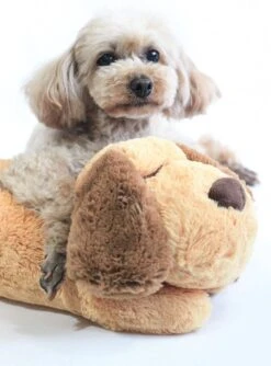 Knuffel Met Hartslag 2023 Voor Puppy's - Zacht Speelgoed - Hondenknuffel Met Hartslag - Wonderknuffel Snuggle Puppy - Knuffel Hond 16 Knuffel Met Hartslag 2023 Voor Puppy's - Zacht Speelgoed - Hondenknuffel Met Hartslag - Wonderknuffel Snuggle Puppy - Knuffel Hond -Merkloos Winkel 888x1200 1
